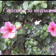 Астахов Ю.С. Ранняя диагностика глаукомы. Доклад. Белые ночи-2011, 01 июня 2011г., Санкт-Петербург, Россия. Astakhov YS Early diagnosis of glaucoma. Академия глаукомы, Academy Glaucoma. Клуб знатоков. Офтальмологический портал Орган зрения www.organum-visus.com